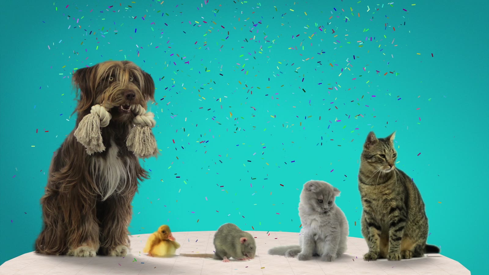 A dog and cats on set