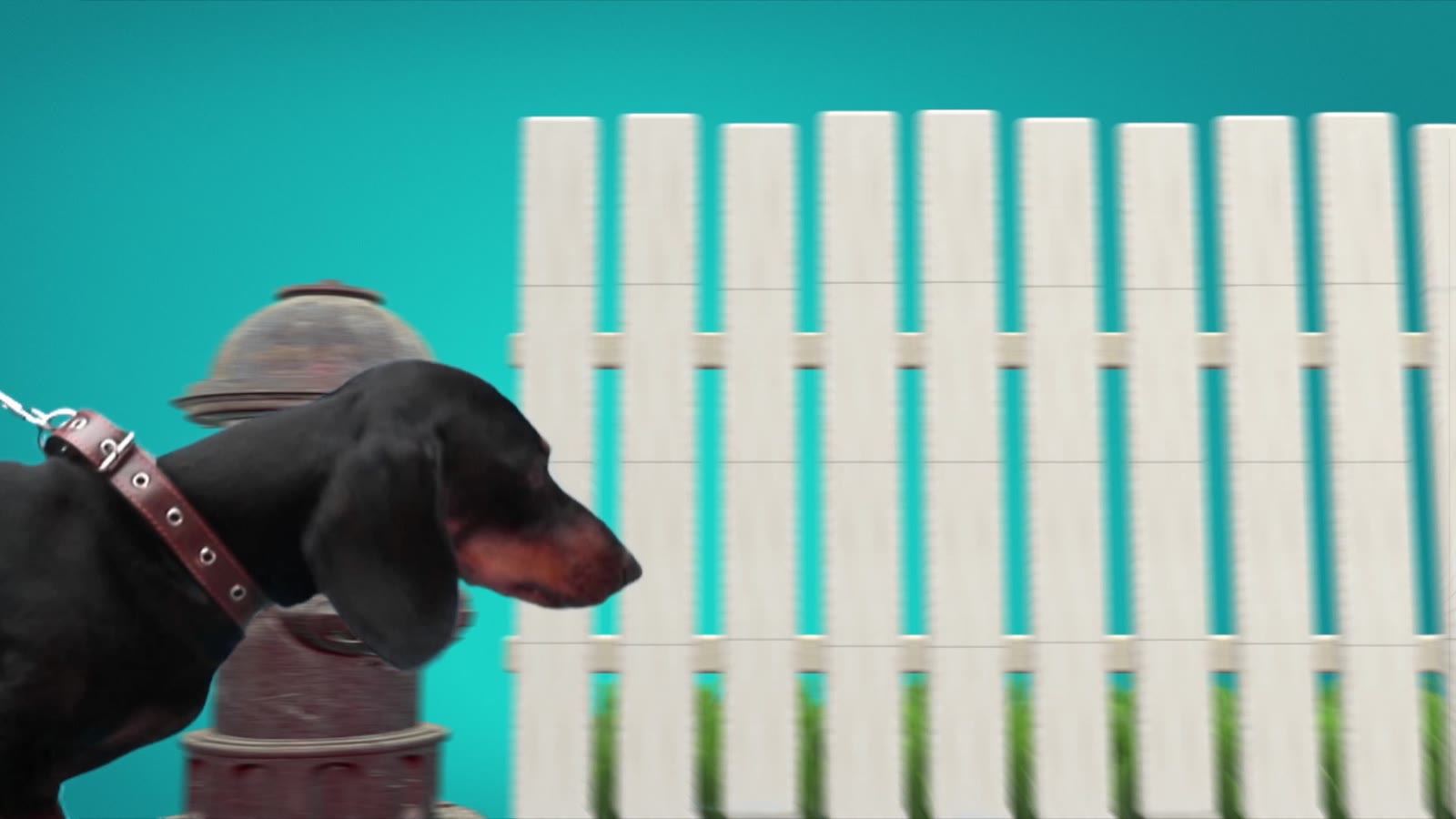A dog by a white fence