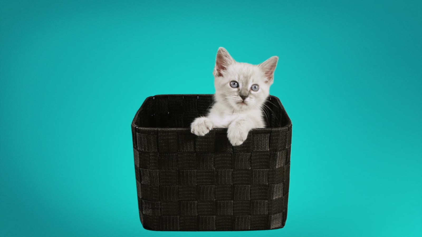 A kitten in a basket by a plant