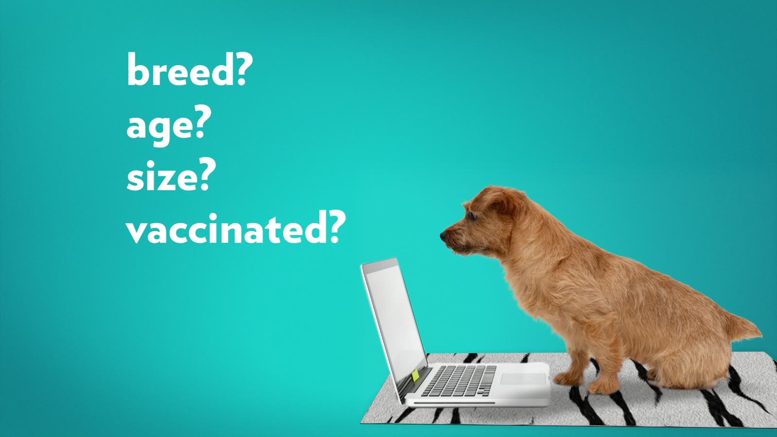 A dog at a laptop with breed, age and size questions