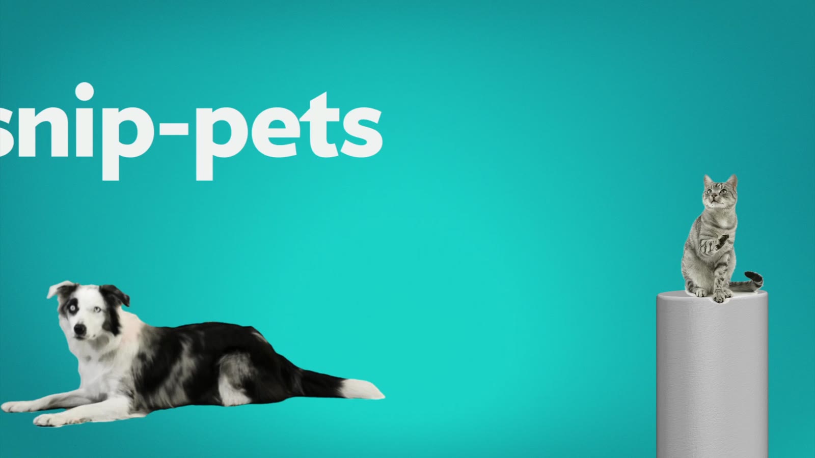 Dogs and cats posed on white pedestals